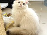 Safkan Scrli Ny11 Goldenblwck Yavrular