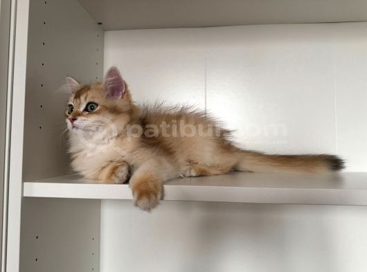 Safkan Scrli Ny11 Goldenblwck Yavrular görsel