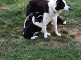 Muğla Dalamanda Safkan Border Collie Bebeklerimiz