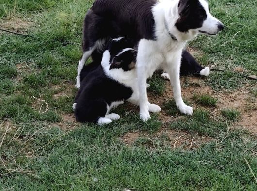 Muğla Dalamanda Safkan Border Collie Bebeklerimiz görsel