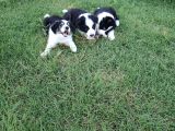 Muğla Dalamanda Safkan Border Collie Bebeklerimiz