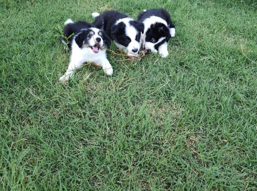 Muğla Dalamanda Safkan Border Collie Bebeklerimiz görsel