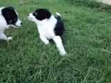 Muğla Dalamanda Safkan Border Collie Bebeklerimiz