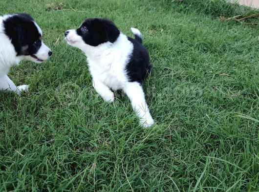 Muğla Dalamanda Safkan Border Collie Bebeklerimiz görsel