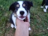 Muğla Dalamanda Safkan Border Collie Bebeklerimiz
