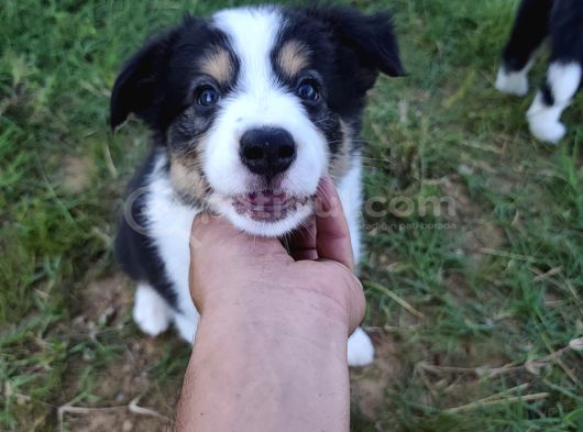 Muğla Dalamanda Safkan Border Collie Bebeklerimiz