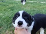 Muğla Dalamanda Safkan Border Collie Bebeklerimiz