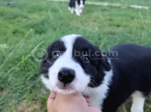 Muğla Dalamanda Safkan Border Collie Bebeklerimiz görsel