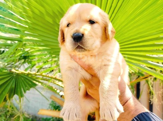 Bal Küpü Baby Face Golden Yavrularımız