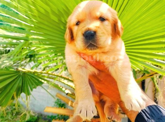 Bal Küpü Baby Face Golden Yavrularımız görsel
