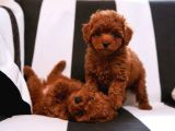 Toy Poodle Irkının En Güzeli Mükemmel Yavrular