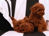 Toy Poodle Irkının En Güzeli Mükemmel Yavrular