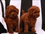 Toy Poodle Irkının En Güzeli Mükemmel Yavrular