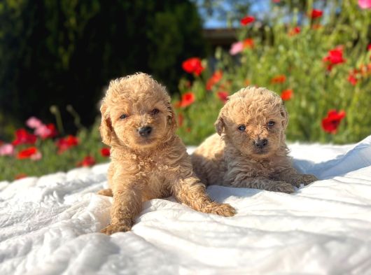 Kıvır Kıvır Maltipoo