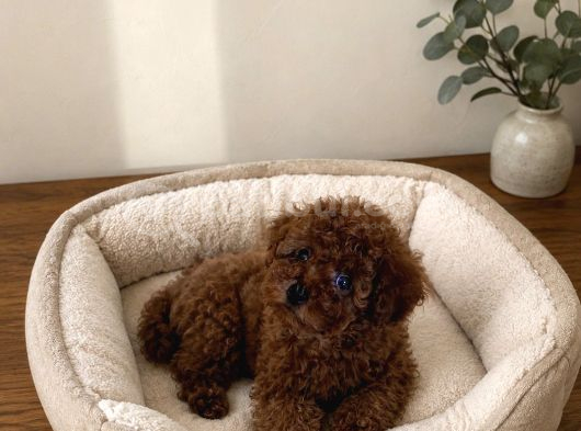 Yasal Üretim Çifliğinde Toy Poodle Yavrular görsel