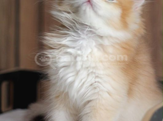 Brıtısh Golden Longhaır görsel