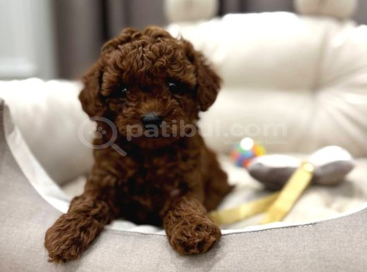 Toy Poodle Sevi̇mli̇ Yavrular Ev Üreti̇mi̇ görsel