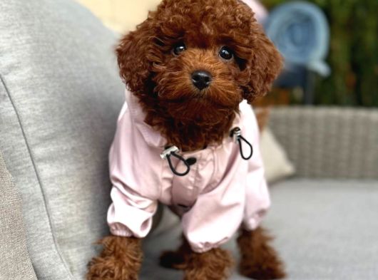 Toy Poodle Sevi̇mli̇ Yavrular Ev Üreti̇mi̇ görsel