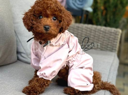 TOY POODLE SEVİMLİ YAVRULAR EV ÜRETİMİ