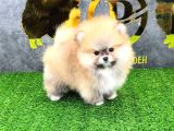 Pomerri̇an Boo Sevi̇mli̇ Yavrular