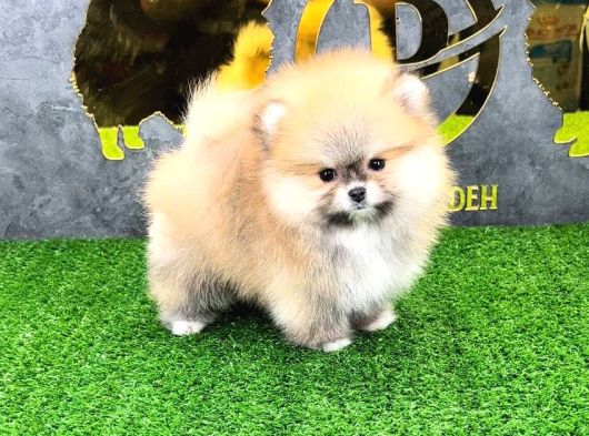 POMERRİAN BOO SEVİMLİ YAVRULAR