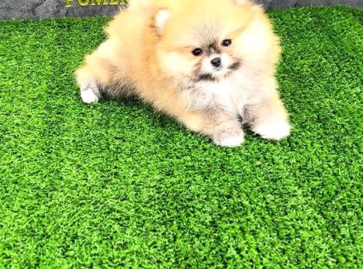 Pomerri̇an Boo Sevi̇mli̇ Yavrular görsel