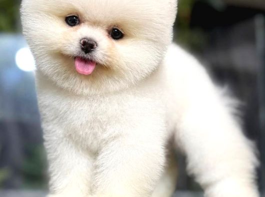 Pomerri̇an Boo Sevi̇mli̇ Yavrular görsel