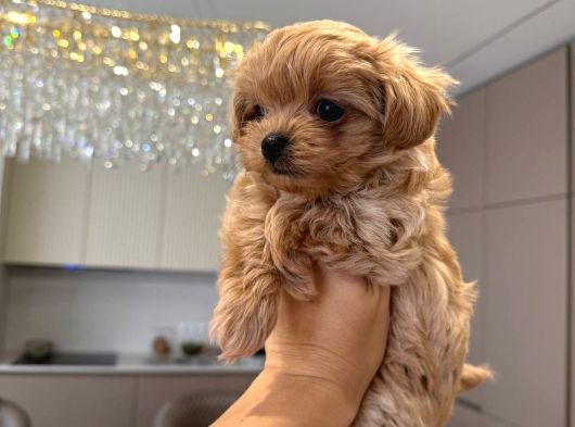 Malti̇poo Ci̇nsi̇ Yavrular Ev Üreti̇mi̇ görsel