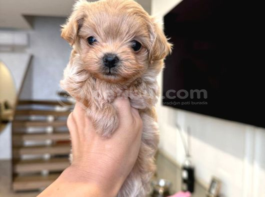 Malti̇poo Ci̇nsi̇ Yavrular Ev Üreti̇mi̇