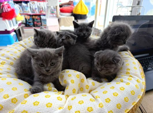 British Scotish Kedi
