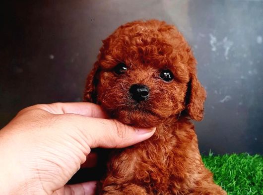 A Kalite Kore Poodle Yavrular görsel