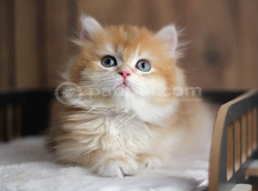 Brıtısh Golden Longhaır