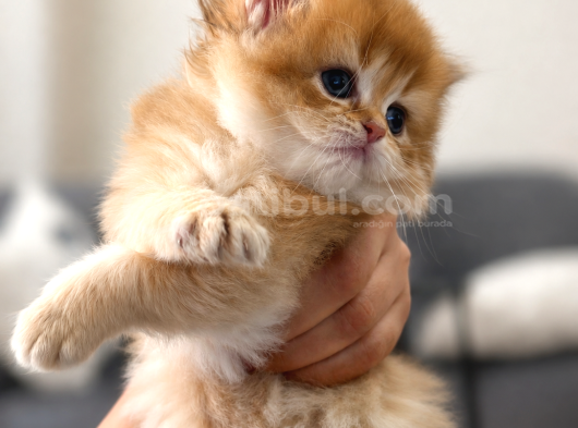 Brıtısh Golden Longhaır görsel