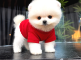 Büyümeyen Pomeranian Yavrulaırmz