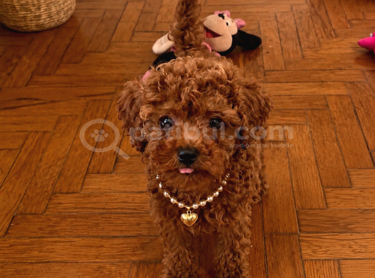 Yasal Üretim Çifliğinde Toy Poodle Yavrular