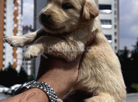 Sağlıklı Golden Retriever Yavrulari görsel