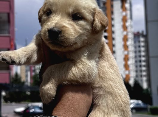 Sağlıklı Golden Retriever Yavrulari görsel