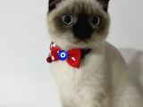 Scottish Fold Blue Point Kedimize Acil Yuva Arıyoruz
