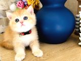 Bal Köpüğü Safkan A Kali̇te Bri̇ti̇sh Shorthai̇r Golden Yavrular