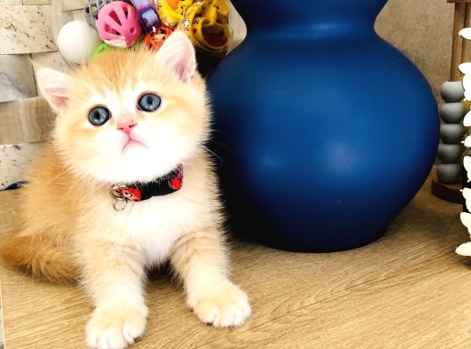 Bal Köpüğü Safkan A Kali̇te Bri̇ti̇sh Shorthai̇r Golden Yavrular