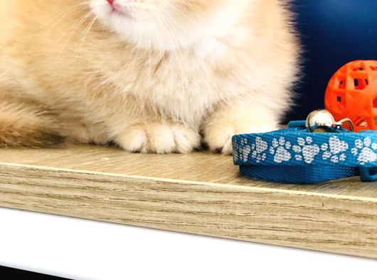 Bal Köpüğü Safkan A Kali̇te Bri̇ti̇sh Shorthai̇r Golden Yavrular görsel