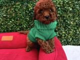 Toy Poodle Yavrumuz Mi̇ki̇