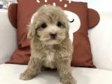 Pembi̇ş Burunlu Malti̇poo Yavrumuz
