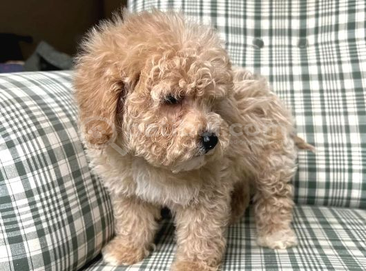 Kg Garanti̇li̇ Malti̇poo Yavrularimiz görsel