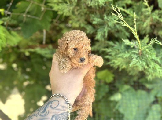 Mi̇cro Ayarinda Di̇şi̇ Red Poodle görsel