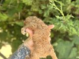 Mi̇cro Ayarinda Di̇şi̇ Red Poodle