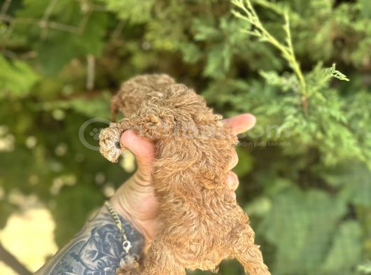 Mi̇cro Ayarinda Di̇şi̇ Red Poodle görsel