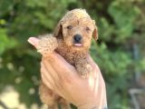 Mi̇cro Ayarinda Di̇şi̇ Red Poodle