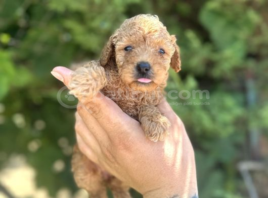 Mi̇cro Ayarinda Di̇şi̇ Red Poodle görsel