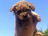 Mi̇cro Ayarinda Di̇şi̇ Red Poodle